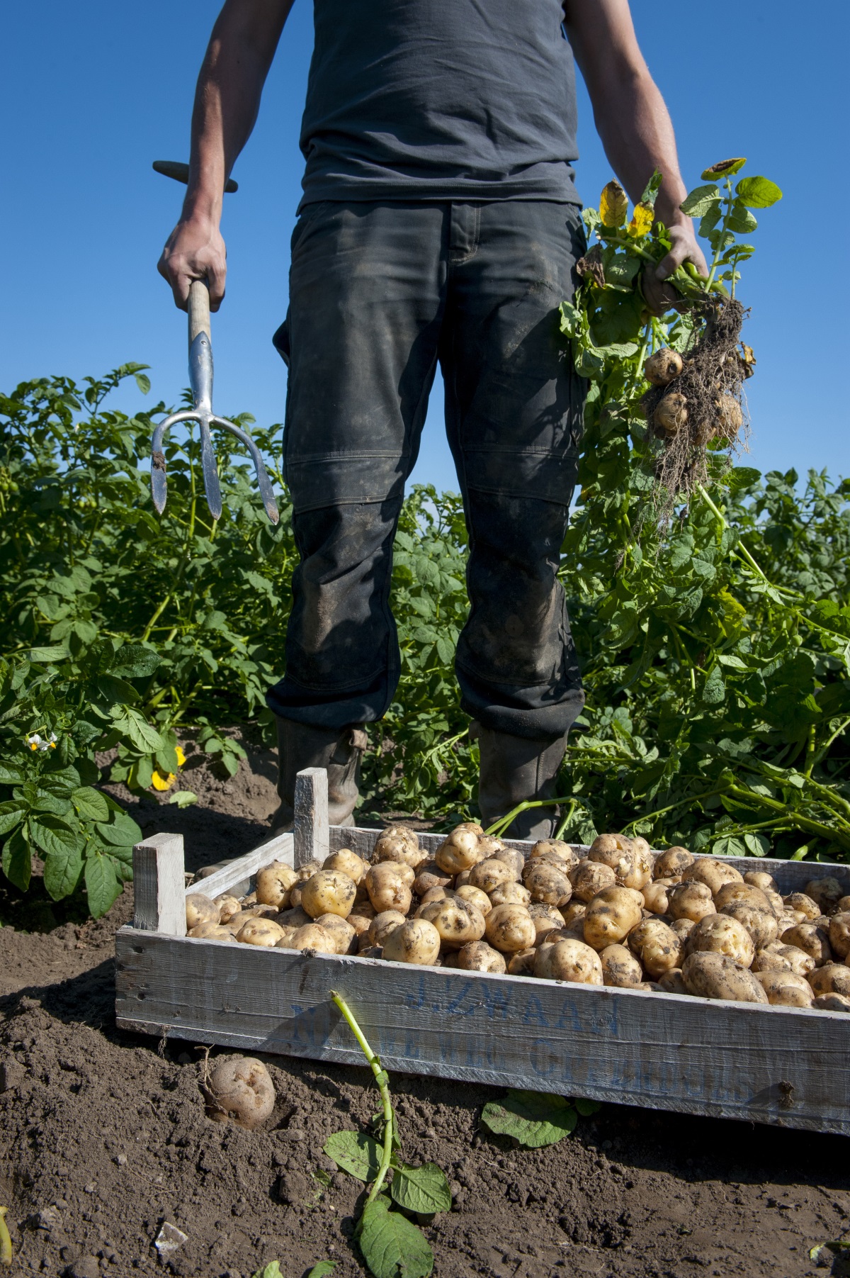 Kist aardappelen